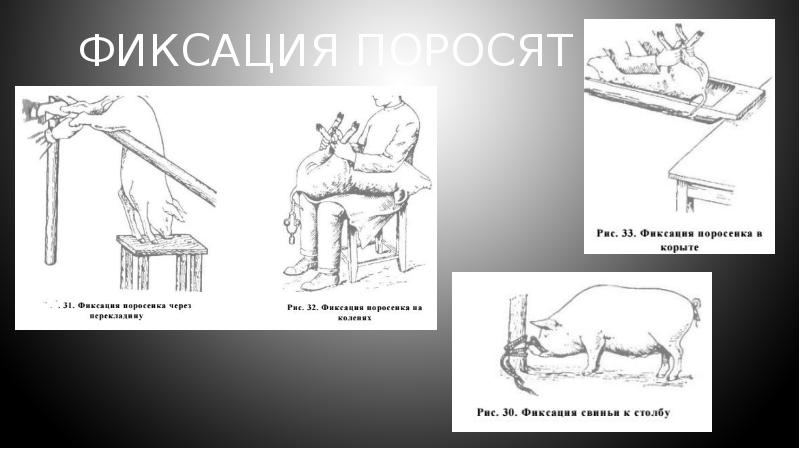 Фиксация животных презентация