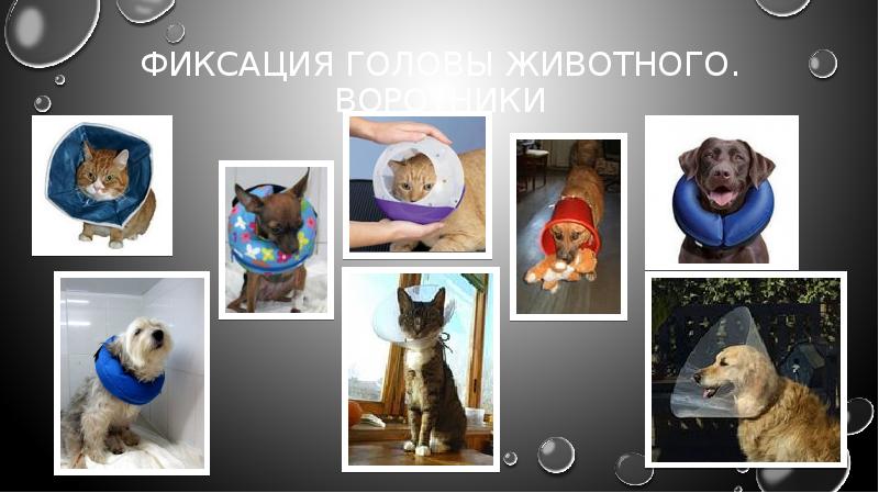 Примеры использования человеком декоративных животных Примеры разного использования декоративных животных