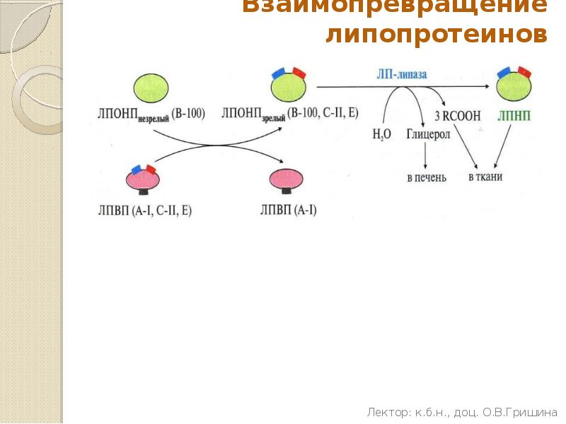 Схема обмена липопротеинов