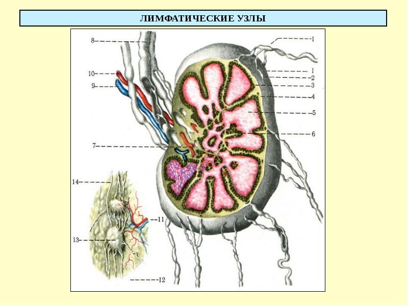 Лимфатический узел рисунок