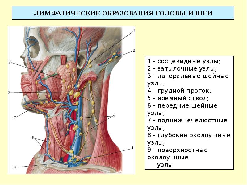 Расположение шейных лимфоузлов у человека схема