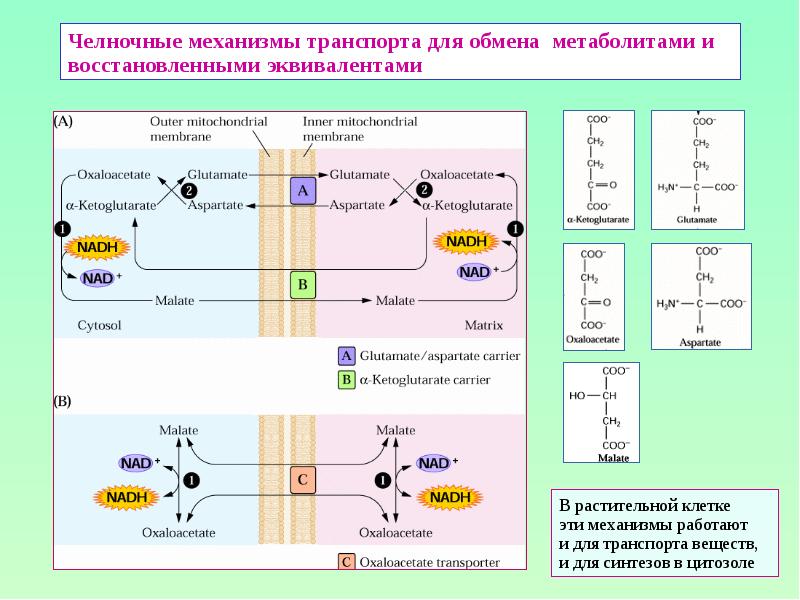 Схема глицерофосфатного челночного механизма