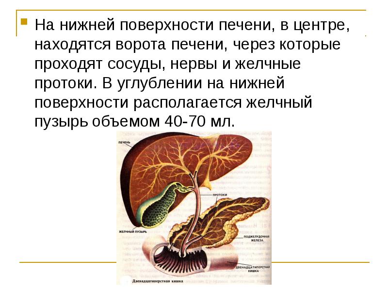 Синтопия нижней поверхности печени схема