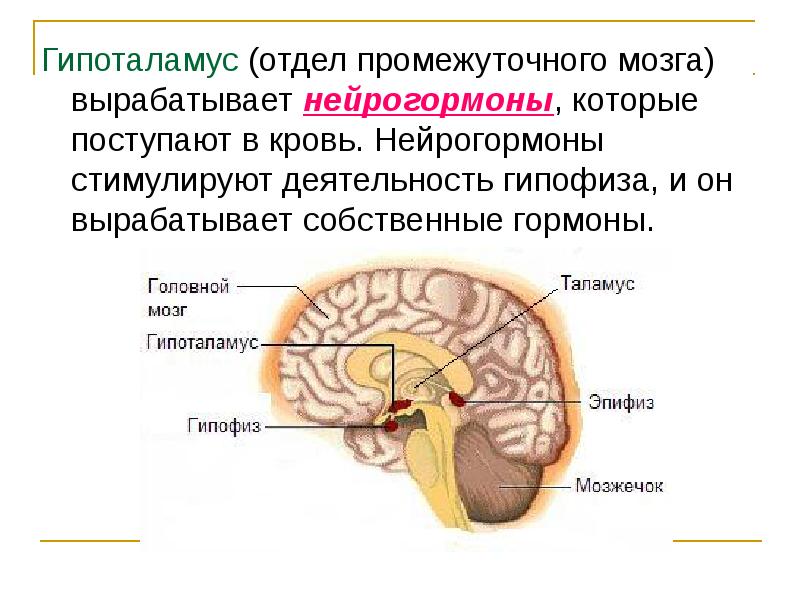 Где находится гипоталамус у человека в голове фото