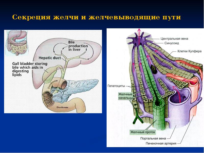 Печень физиология презентация