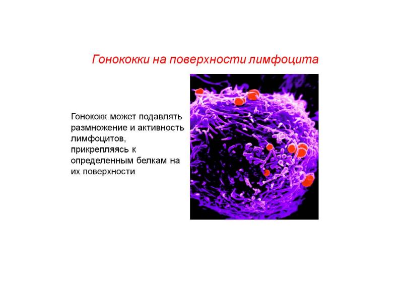 Экспресс Тест На Гонококк Купить