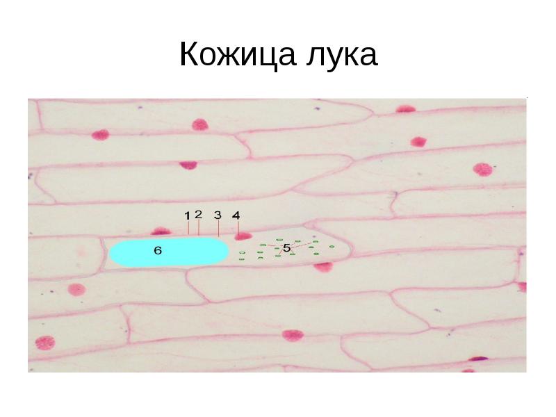 Кожица лука