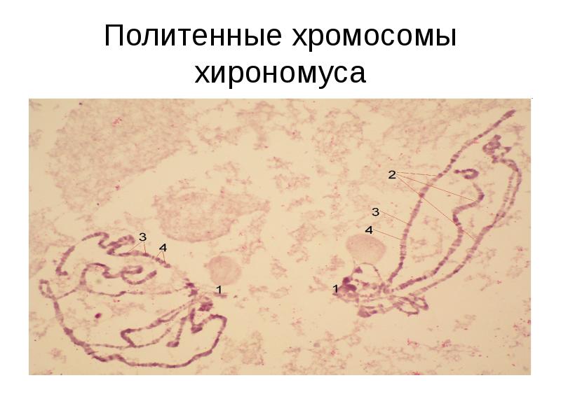 Политенные хромосомы хирономуса