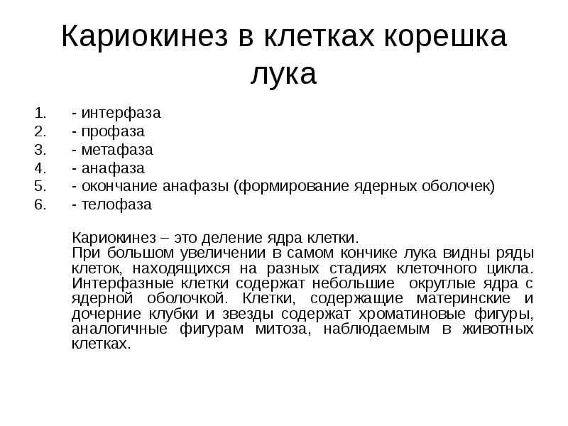 Кариокинез в клетках корешка лука - интерфаза - профаза - метафаза
