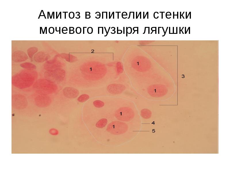 Амитоз в эпителии стенки мочевого пузыря лягушки