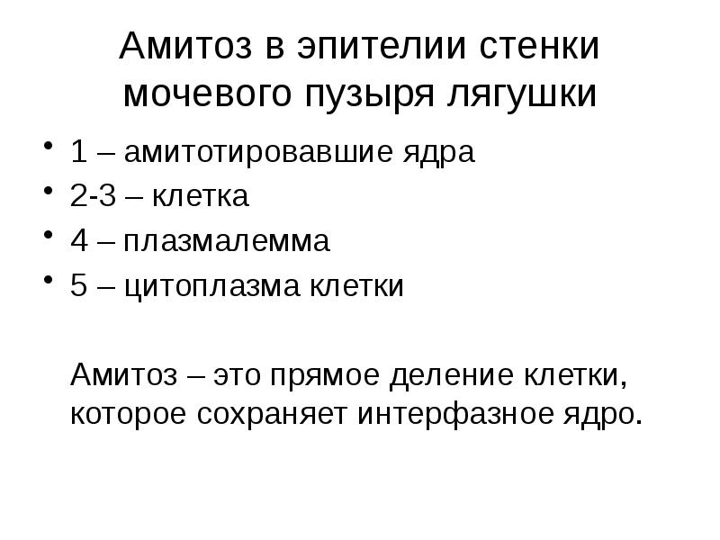 Амитоз в эпителии стенки мочевого пузыря лягушки 1 – амитотировавшие ядра