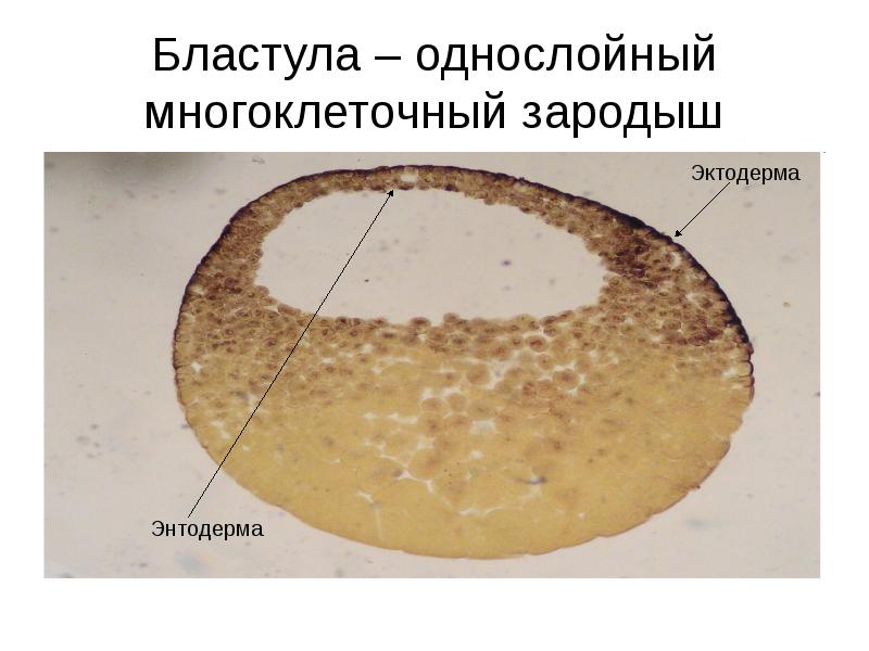 Бластула – однослойный многоклеточный зародыш