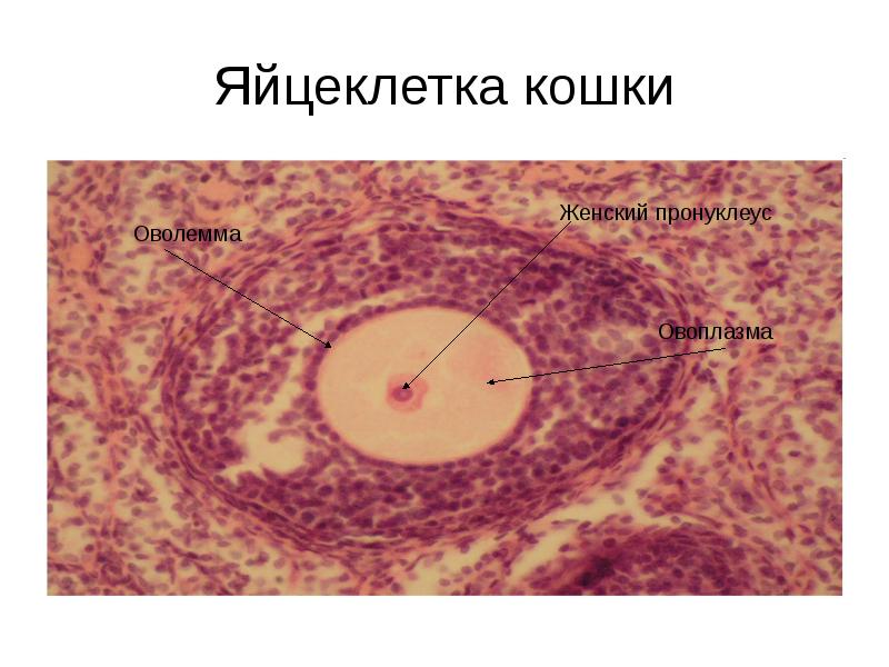 Яйцеклетка кошки