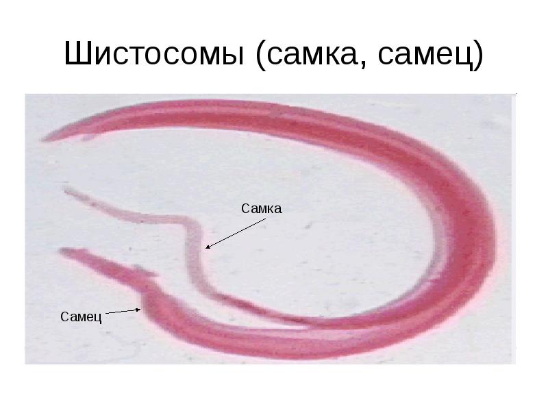 Шистосомы (самка, самец)