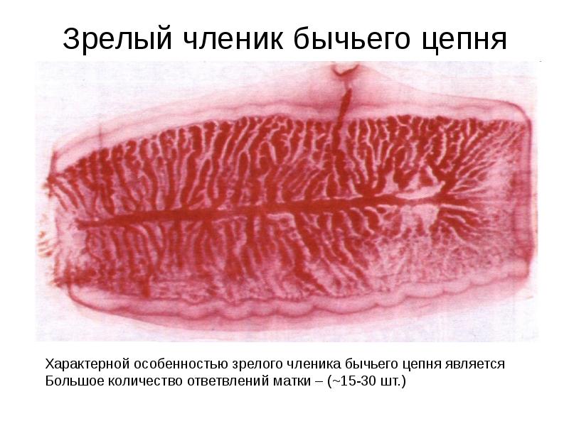 Зрелый членик бычьего цепня