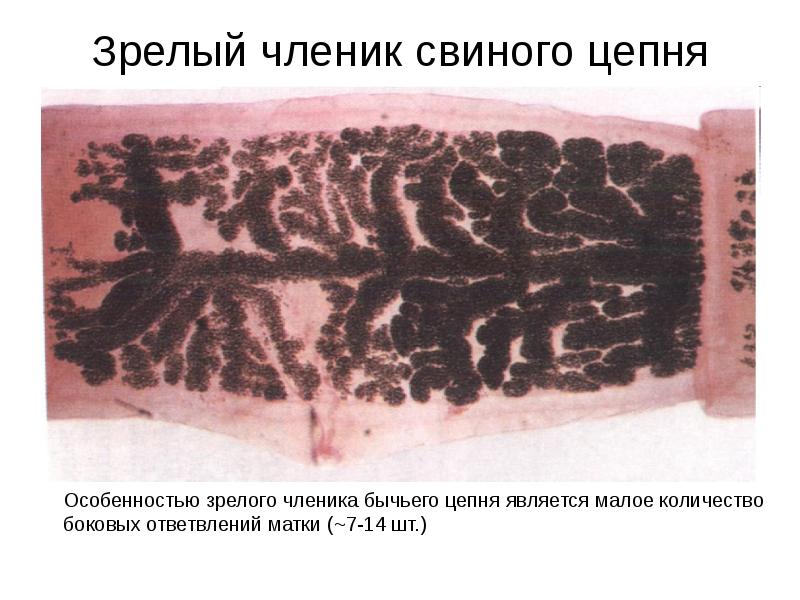 Зрелый членик свиного цепня