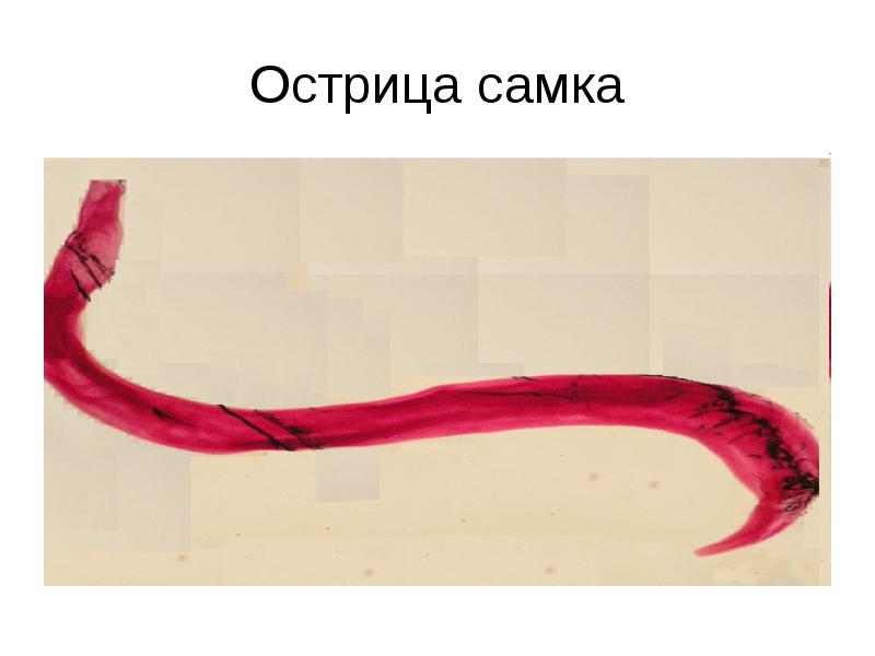 Острица самка