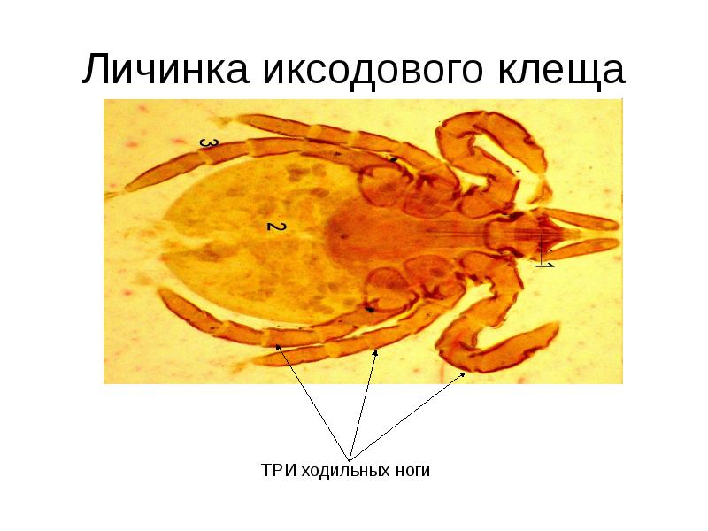 Личинка и нимфа клеща таежного рисунки