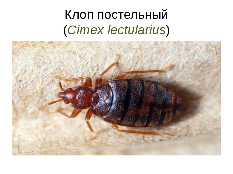 Клоп постельный (Cimex lectularius)