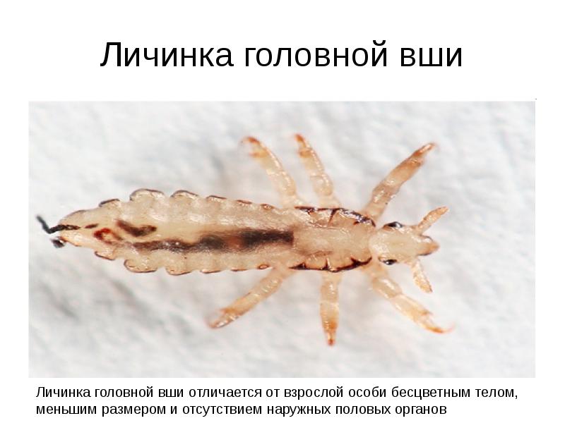 Личинка головной вши