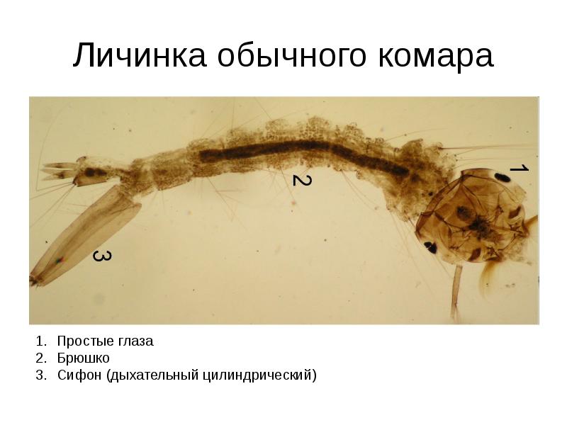 Личинка обычного комара