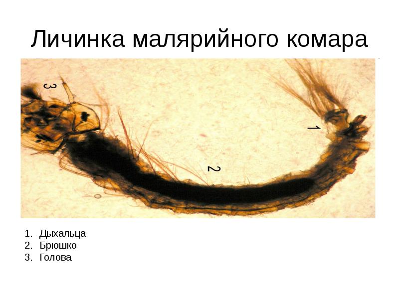 Личинка малярийного комара