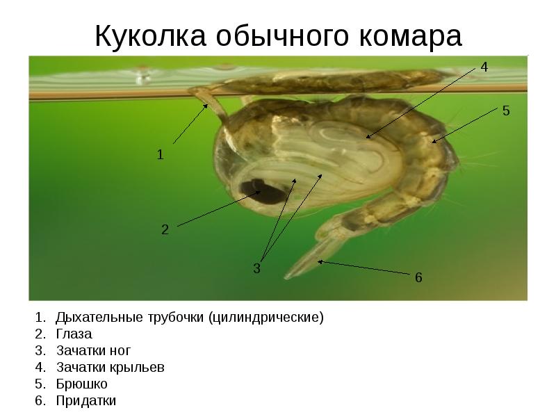 Куколка обычного комара