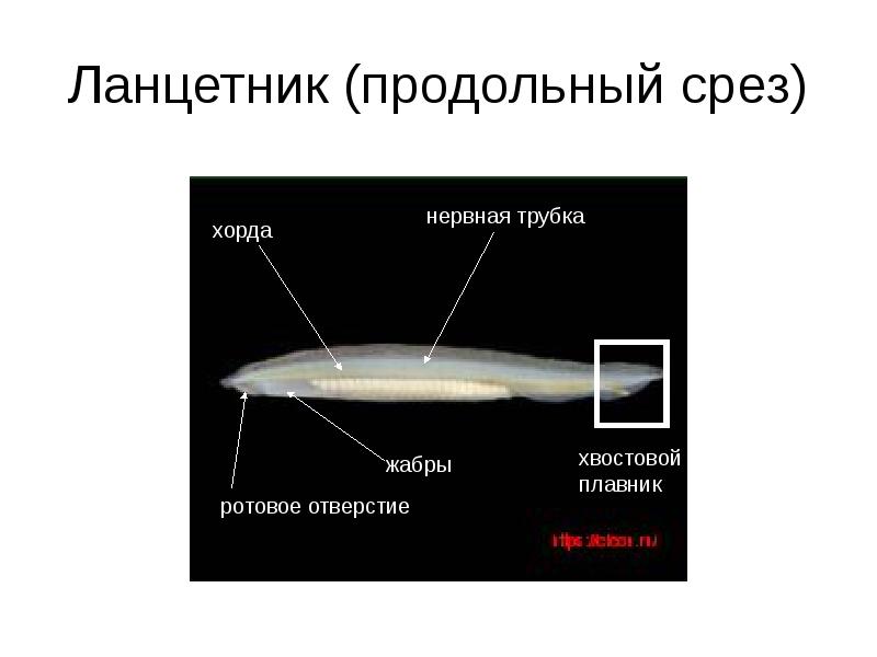 Ланцетник (продольный срез)