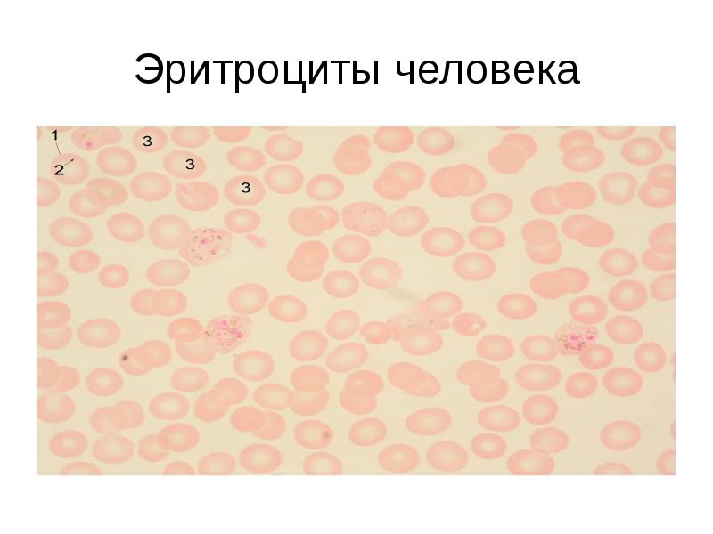 Эритроциты человека