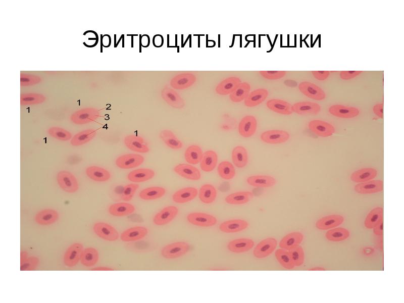 На рисунке изображены эритроциты человека и лягушки