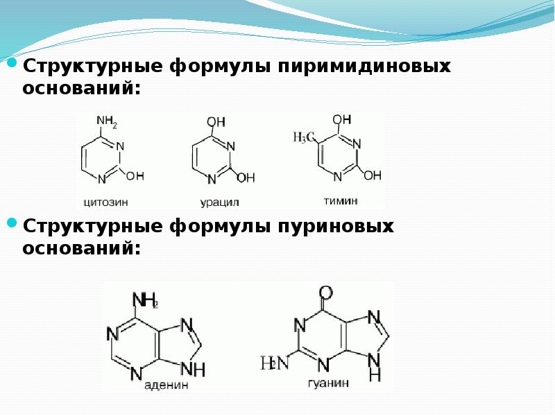 Пуриновые и пиримидиновые основания