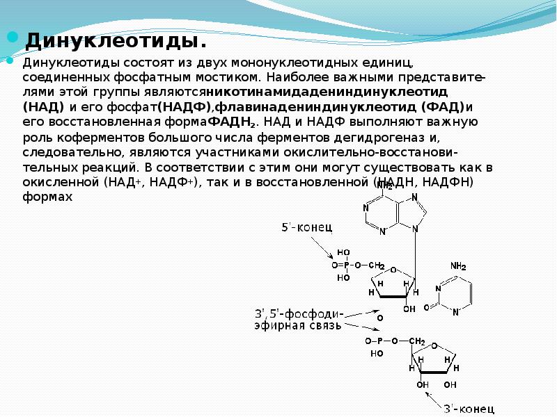 Что такое над. Реакция синтеза динуклеотидов. НАДФ н2 формула. НАДФ В окисленной форме. НАДФ И надфн2.