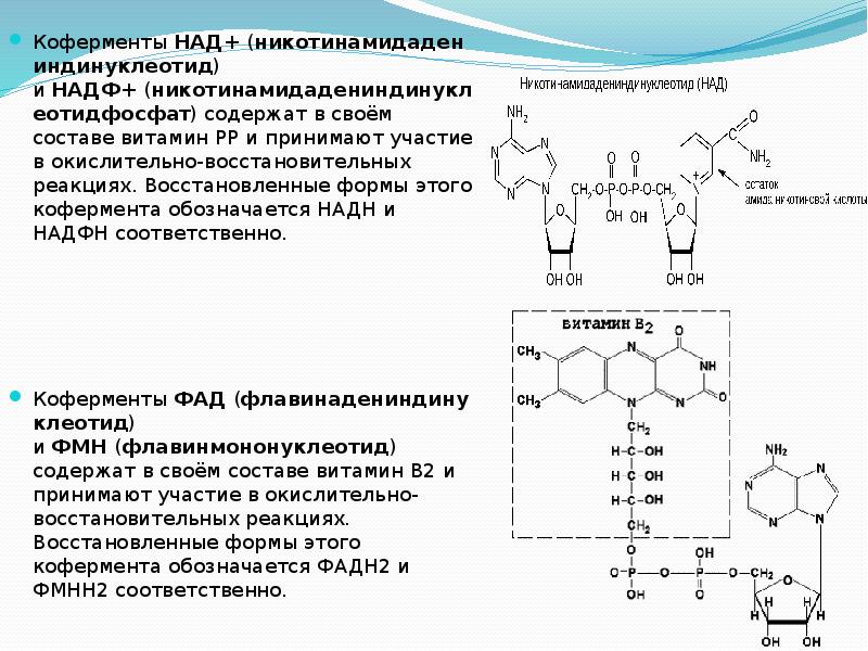 Образование надф н