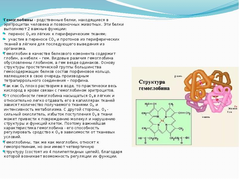 Белки выполняют клетки функции