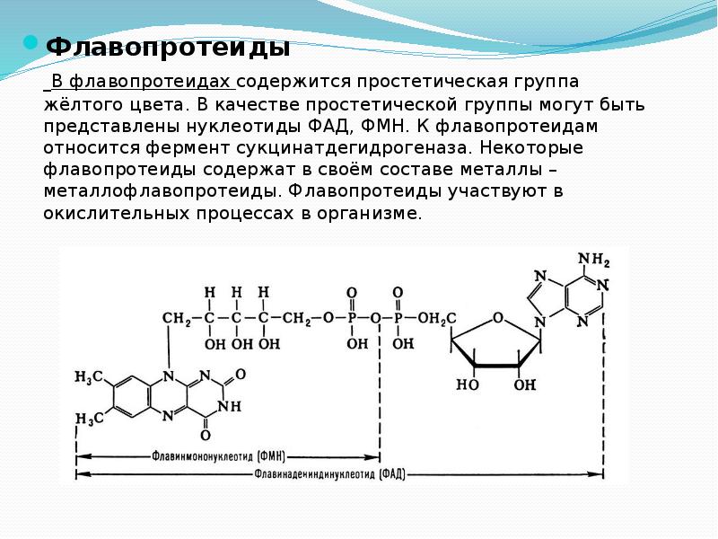 Каким номером на рисунке обозначена структура в которой происходит окисление молекулы надф 2н