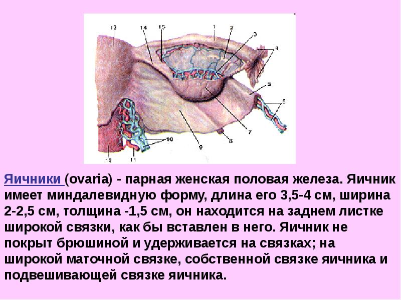 Женские половые железы презентация