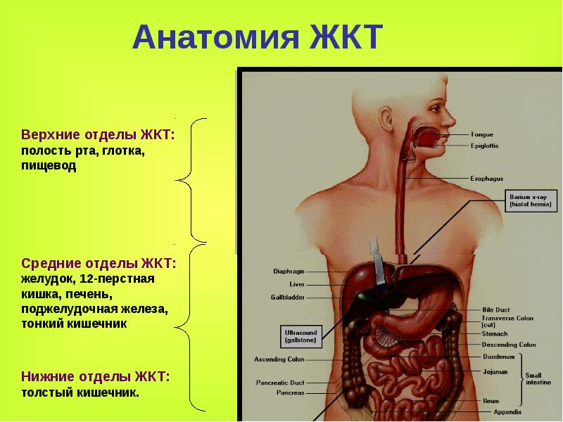 Строение желудка человека фото с описанием и кишечника