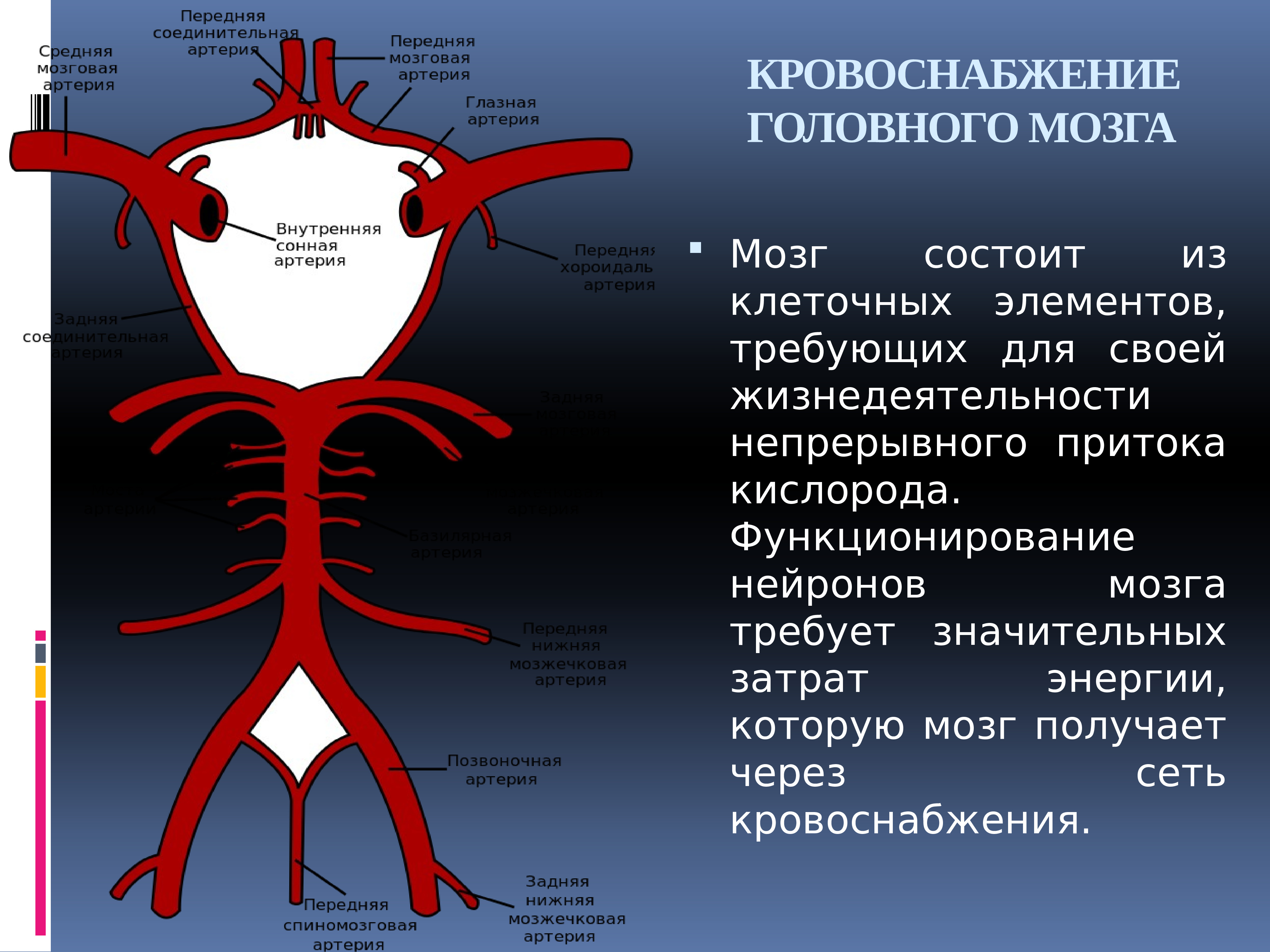 Схема мозгового кровообращения