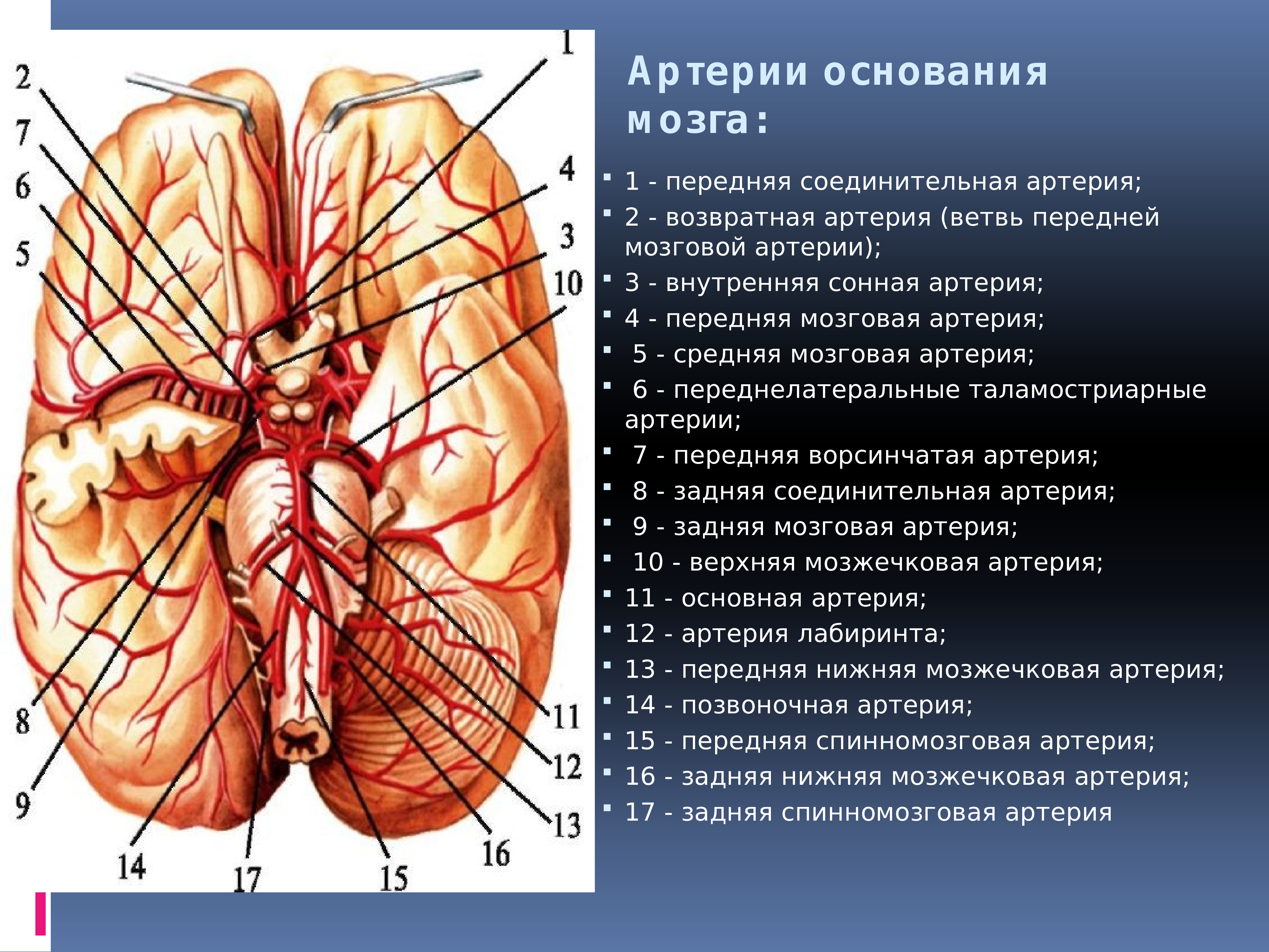 Кровоснабжение головного мозга презентация