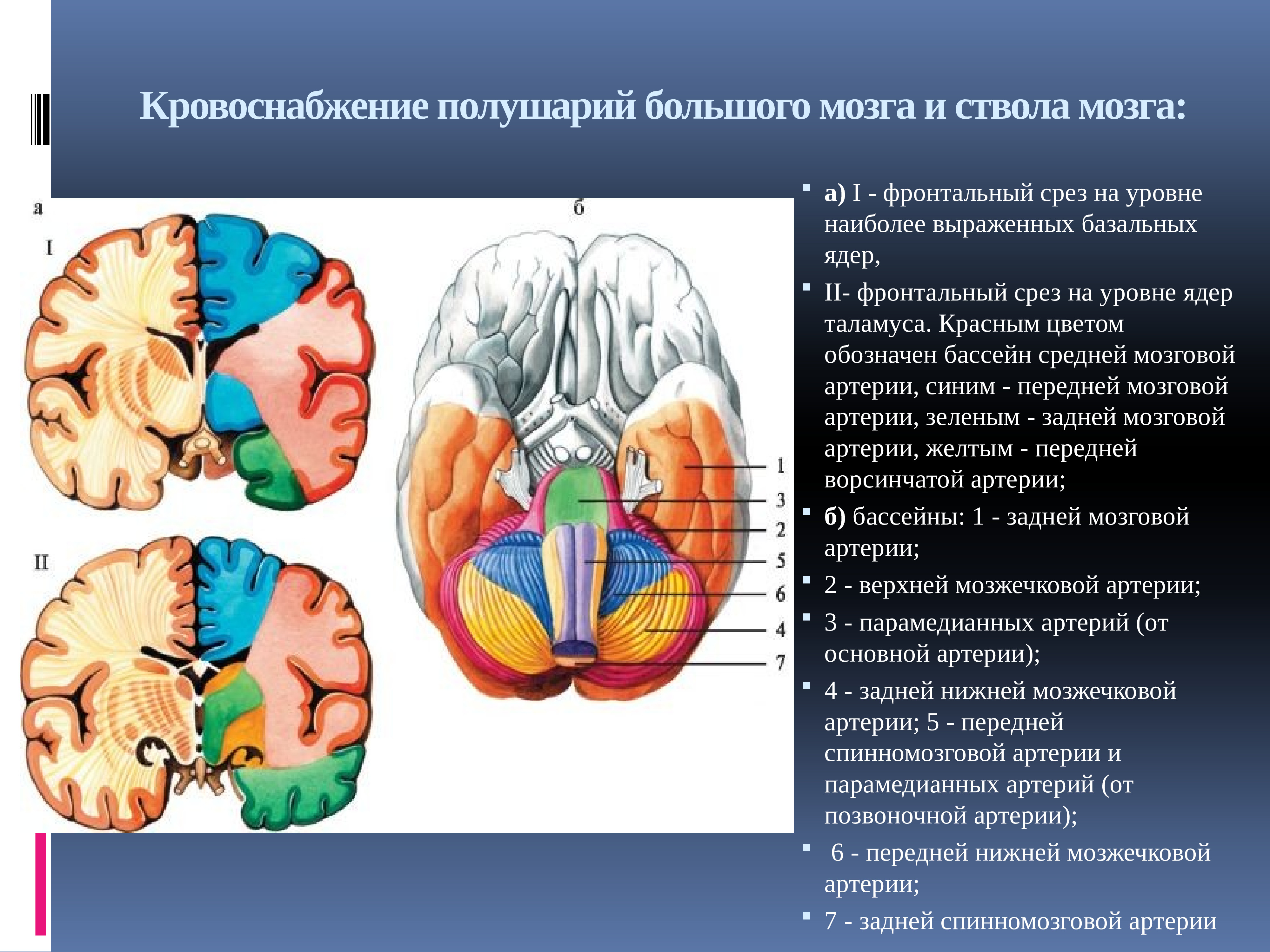 Кровоснабжение головного мозга. Бассейны кровоснабжения головного мозга. Сосудистые бассейны головного мозга. Кровоснабжение коры головного мозга.