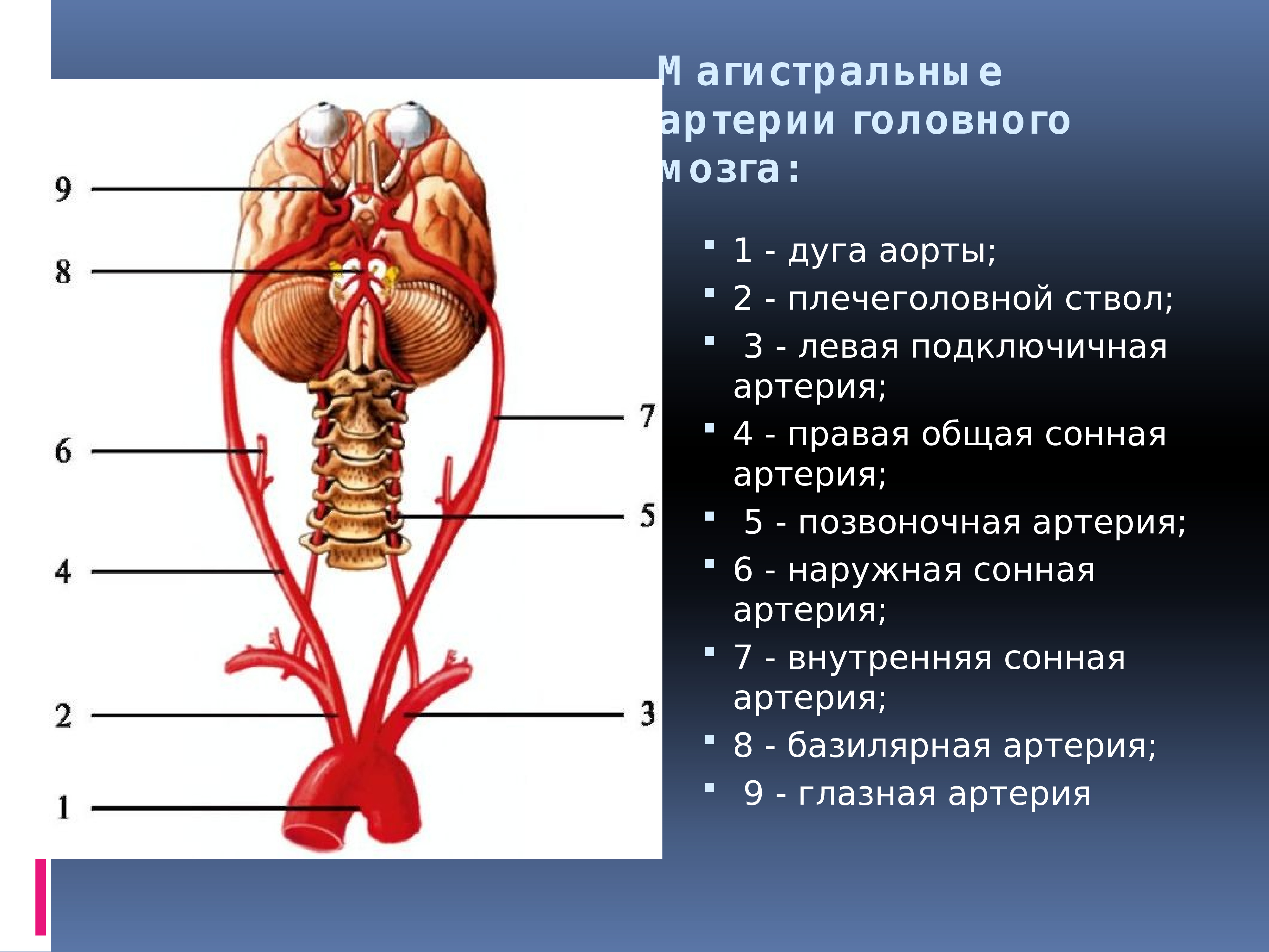 Схема кровотока головного мозга