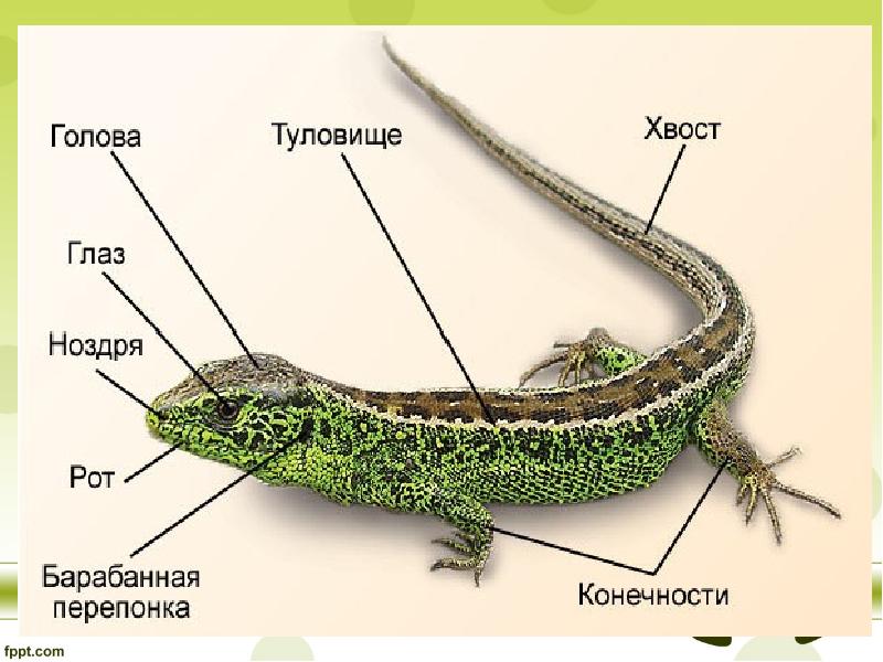 Презентация внешнее строение пресмыкающихся