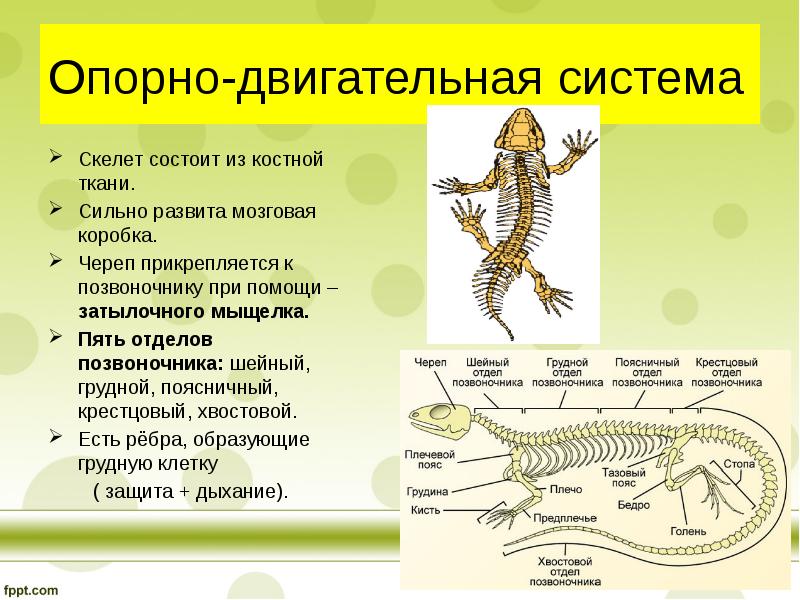 Скелет рептилий схема биология 7 класс