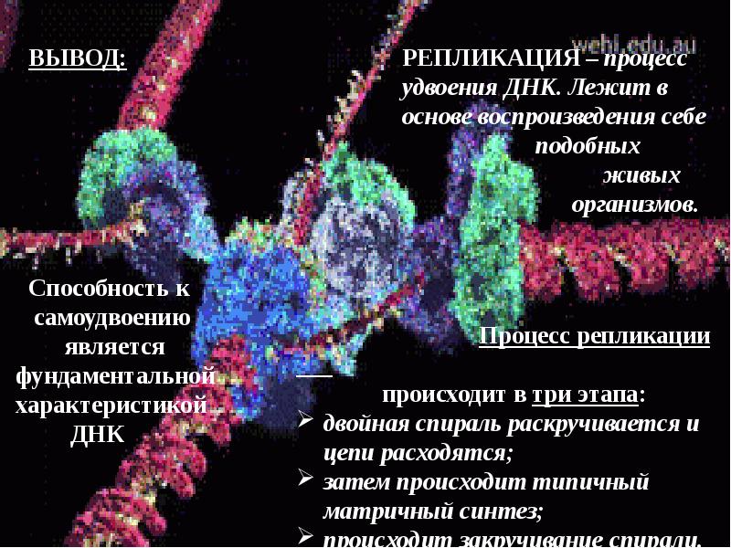 Наследственная информация вывод. Генетическая информация удвоение ДНК. Процесс удвоения ДНК. Самоудвоение ДНК происходит.