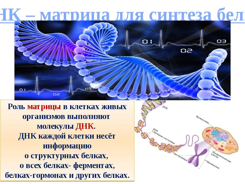 Роль белка в живом организме. ДНК матрица для синтеза белков. Матричная ДНК В синтезе белка. Молекулы ДНК — матрицы для синтеза белков. ДНК. Матричный Синтез ДНК.