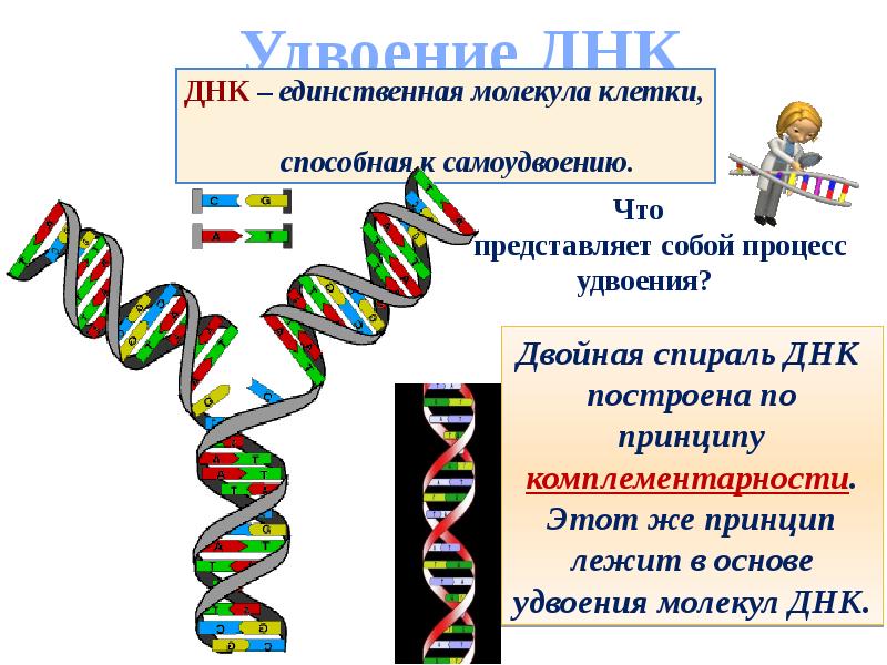 Какая из схем удвоения днк правильна молекула днк при удвоении образует