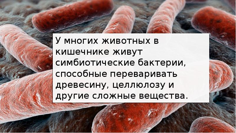 Презентация на тему роль бактерий в природе и жизни человека