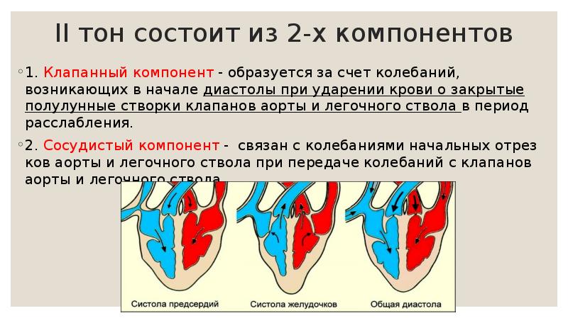 II тон состоит из 2-х компонентов 1. Клапанный компонент - образуется