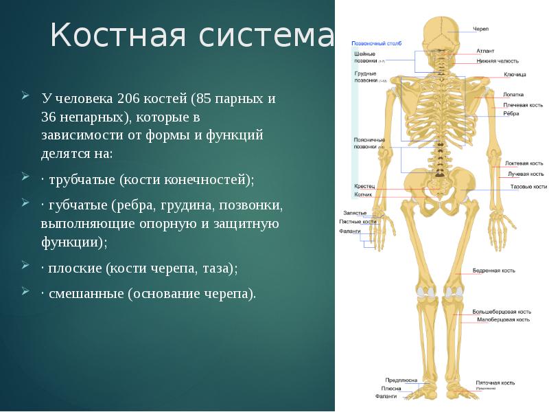 Костная система выполняет в организме функцию. Анатомия костной системы. Костная система органы и функции. Костная система человека анатомия. Строение костной системы.