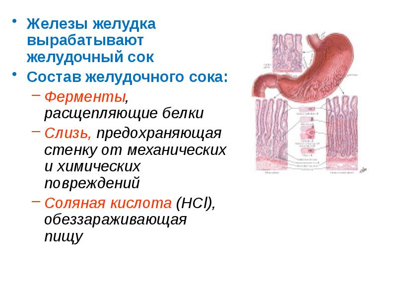 Клетки пищеварительных желез. Железы, вырабатывающие кишечный сок. Секреторные клетки слизистой желудка. Состав желудочного сока анатомия. Железы и состав пищеварительного сока желудка.